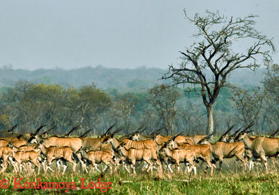 Eland